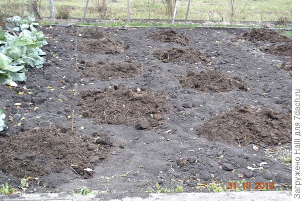 Вот так даю навоз под зиму.