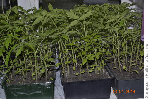 Вот рассада прошлого года все семена были замоченные.