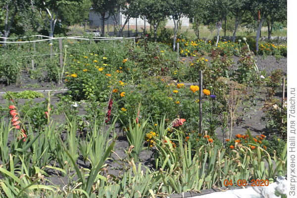 Вот общий вид огорода.