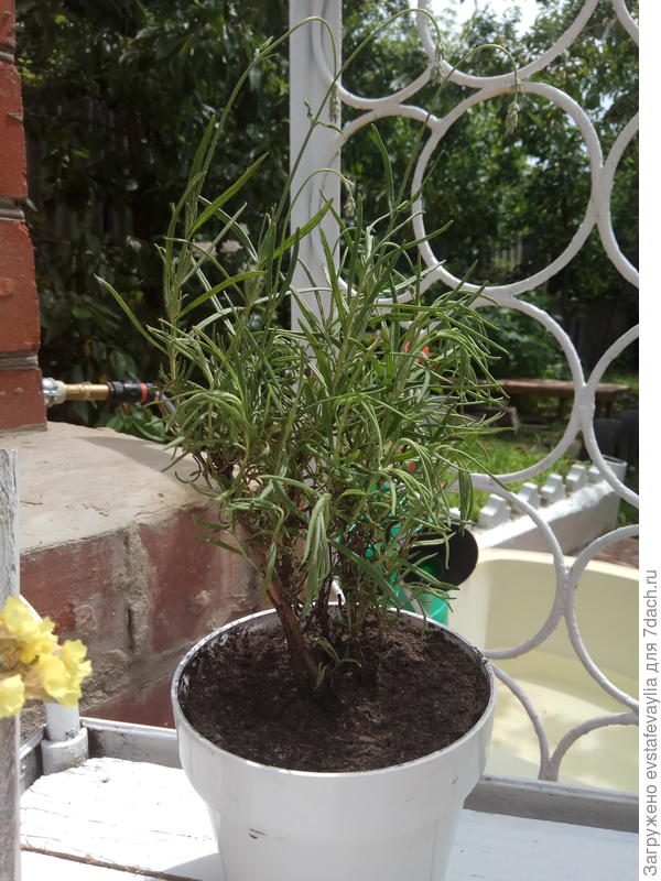 Я ее посадила 2 дня назад в горшок и цветочки опустились