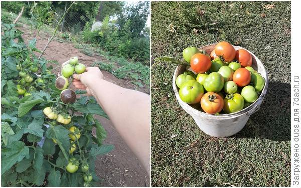 Большая мамочка 2022