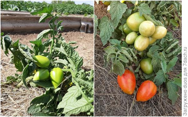 Сибирский карлик