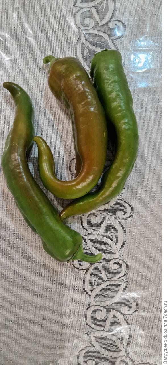 Нескольколь начали чуть краснеть