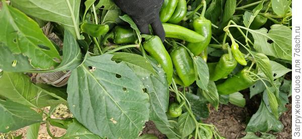 Ромиро весь зеленый