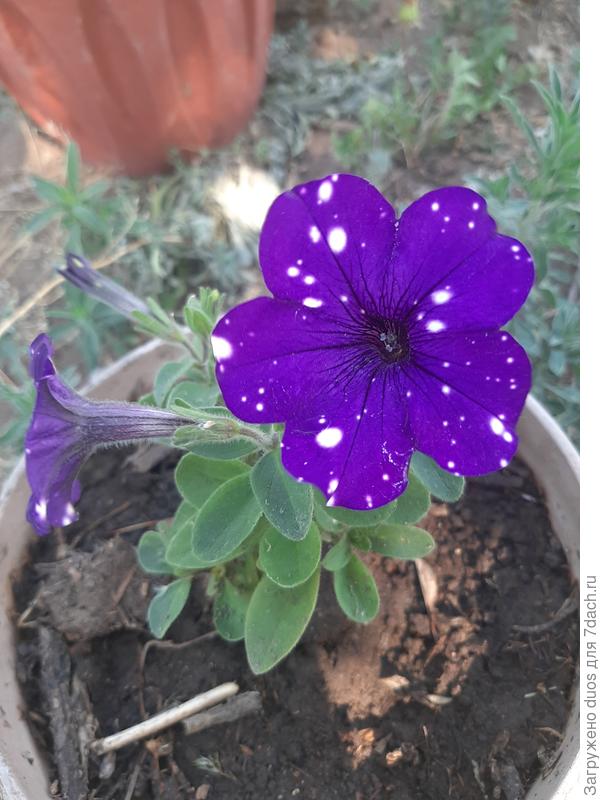 Начало цветения