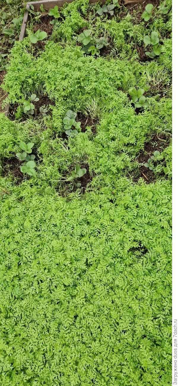 Клубника в фацелии.