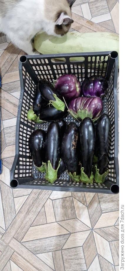 Кошке больше по вкусу кабачок :)