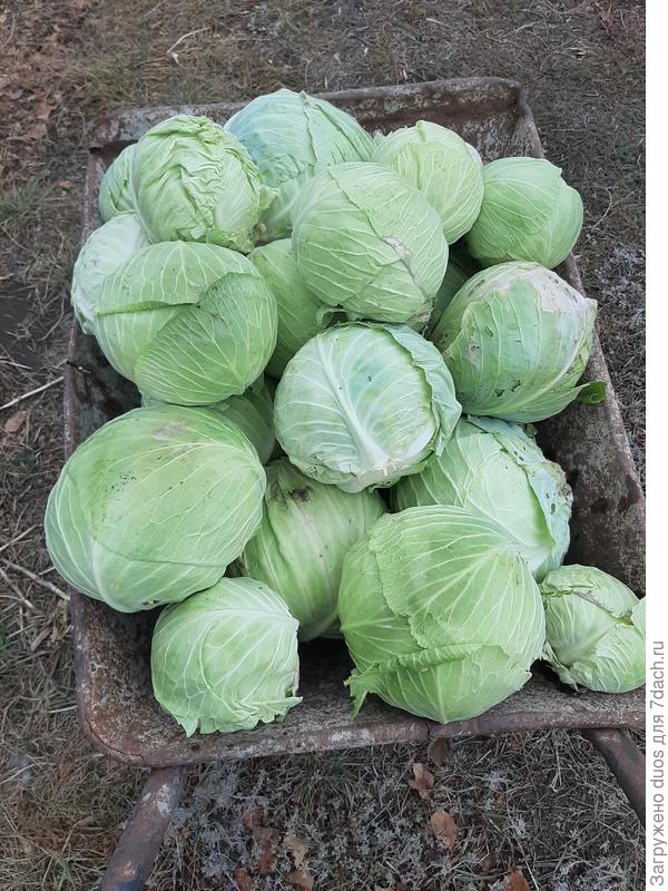 Сорт Победа, посеяна 1 июня.