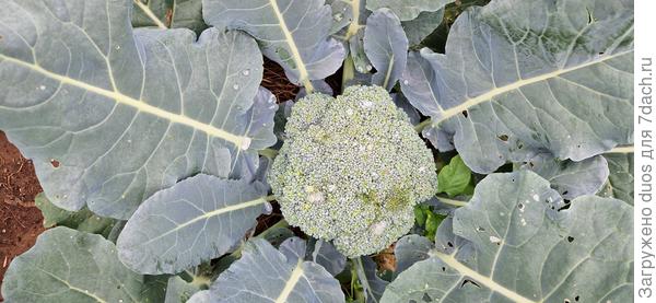 Грин Мэджик