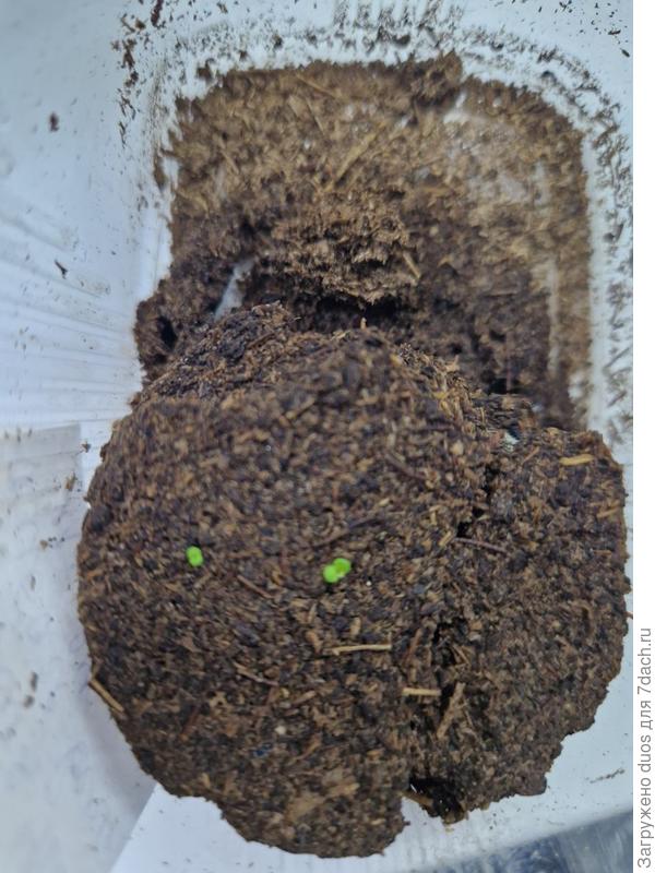 Амбассадор