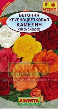 Камелия 10 шт