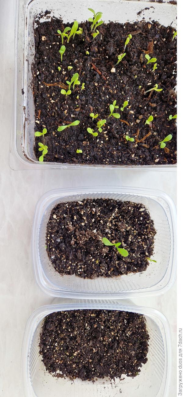 Всхожесть семян