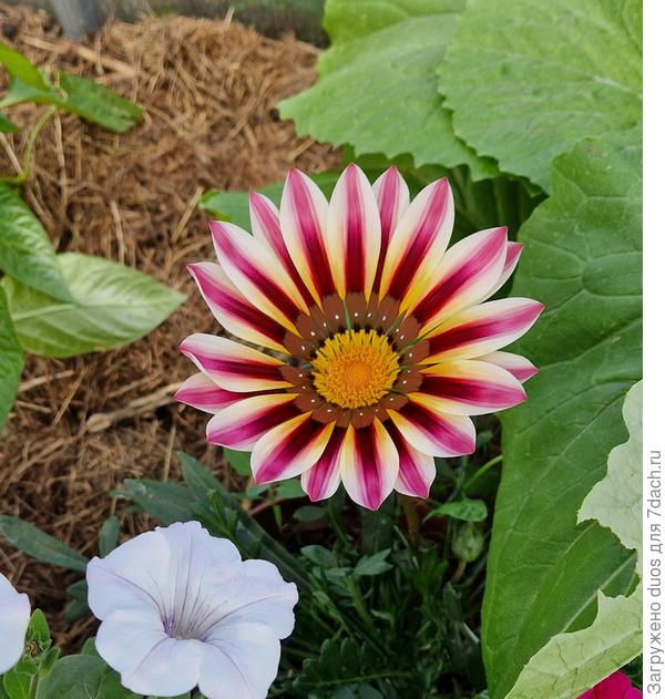 Зацвела в теплице в горшке, не дождалась высадки в ОГ.