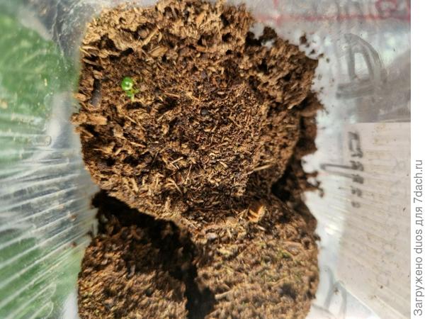 Камелия крупноцветковая