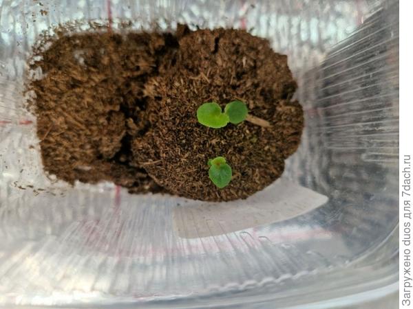 Вечноцветущая Амбассадор Роуз