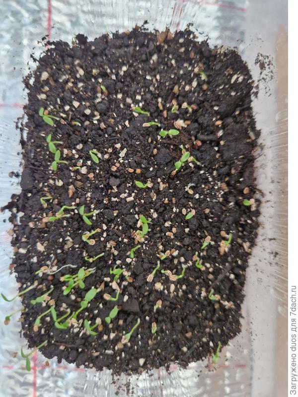 Корневой Есаул