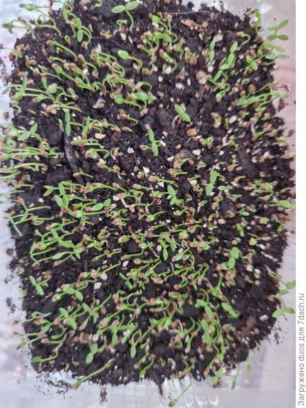 Черешковый Атлант