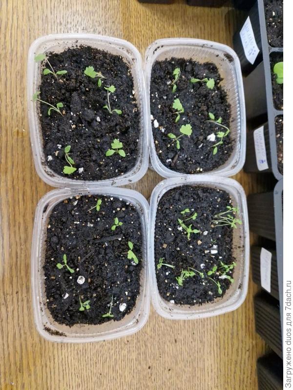 Вверху - корневой, внизу - черешковый