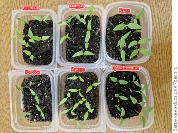 Всходы сладкого перца