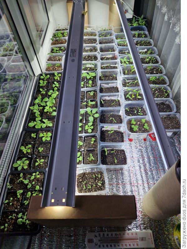Рассада дома