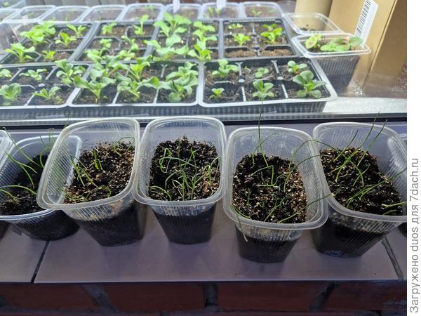 Лук на балконе