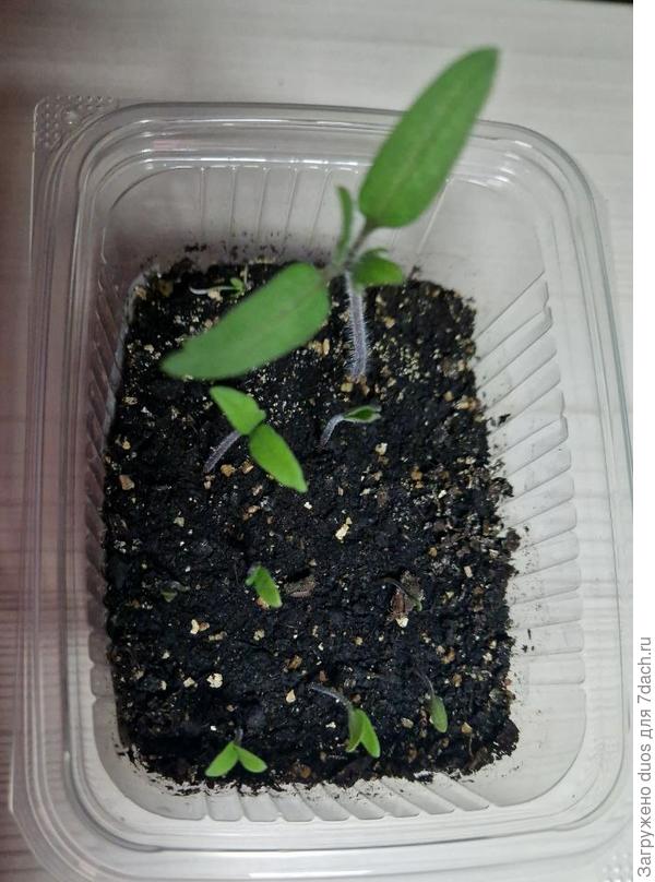 Внизу Альянс