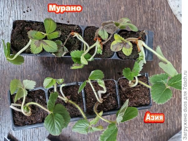 Саженцы клубники