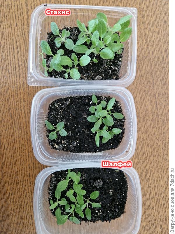 Стахис и шалфей