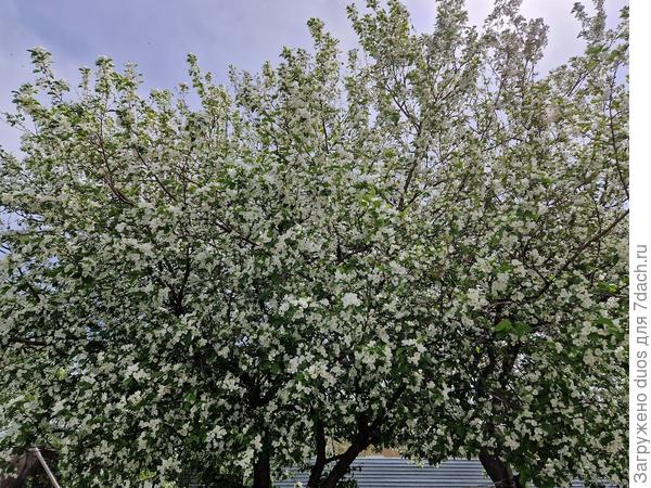 Яблоня цветет