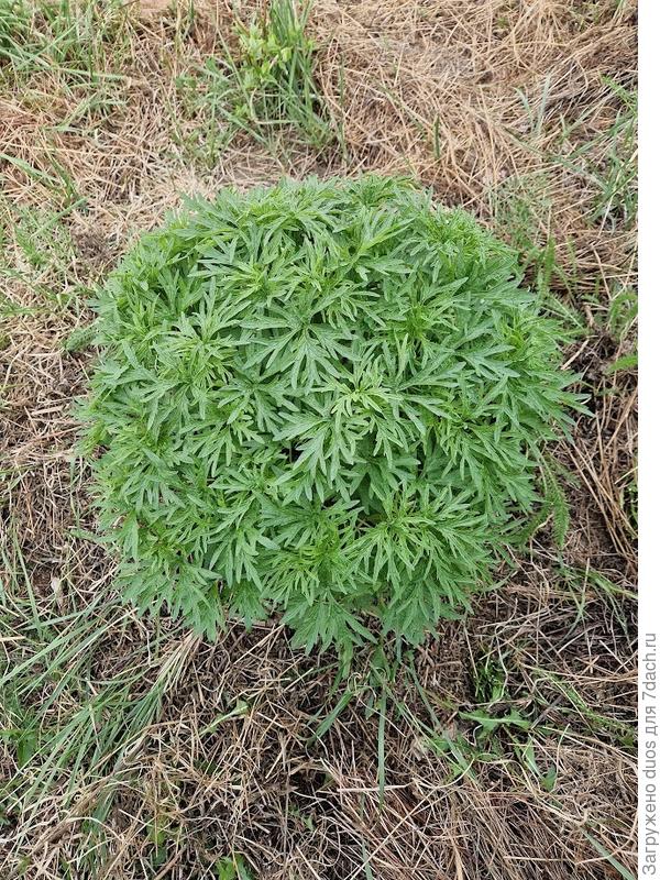 Хоть и сорняк, но такой красивый шарик. Пусть растет.