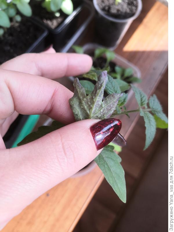 Лист томата