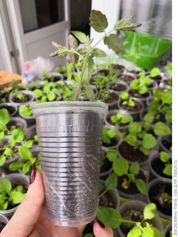 Вот такие сейчас корни