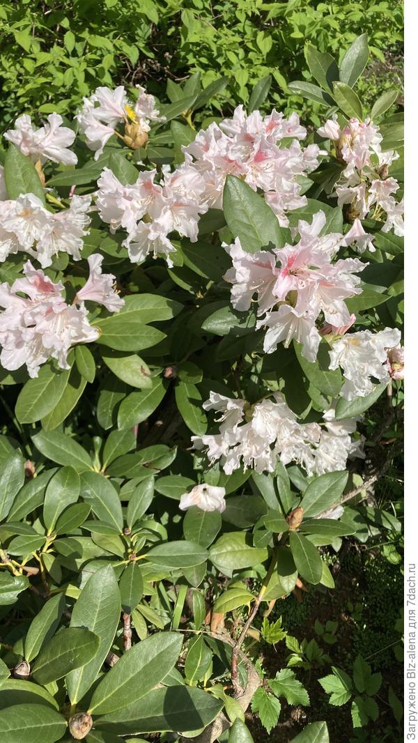 Видно и цветы, и плохо укрытую ветку