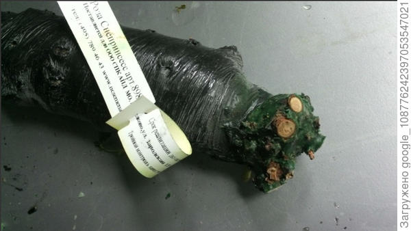 стебли роз на срезе, почти все такие