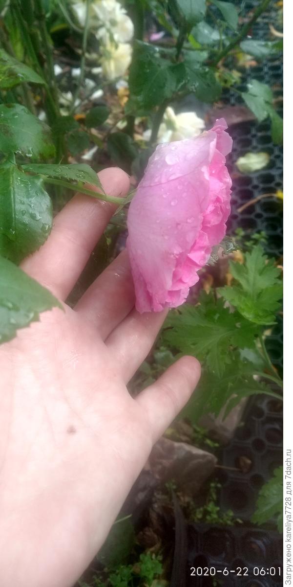 Роза Поникающие ветки В полуроспуске бокал похож на пион