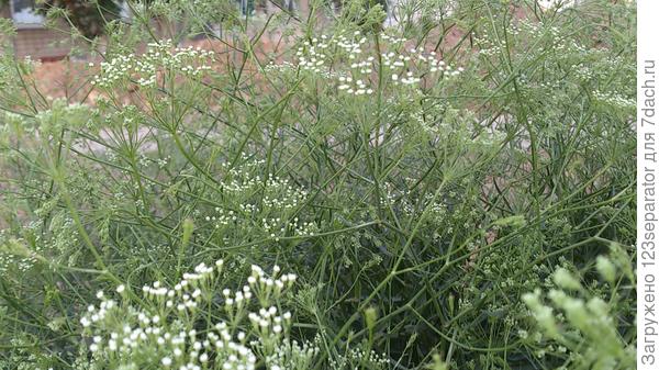 Неизвестное мне растение.