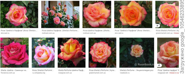 Шейла парфюм