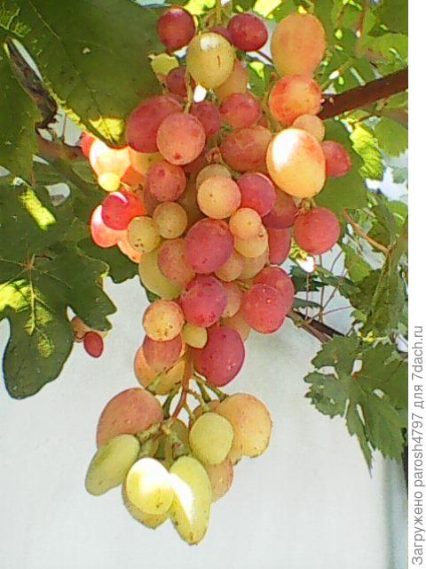 виноград сладкий зреет конец июля