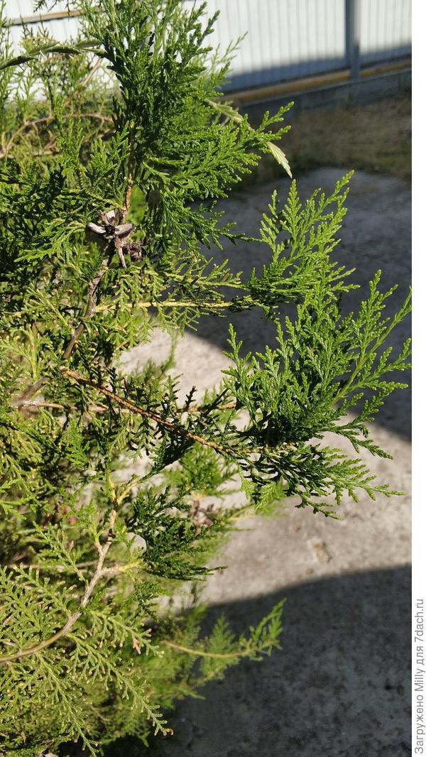 молодые побеги