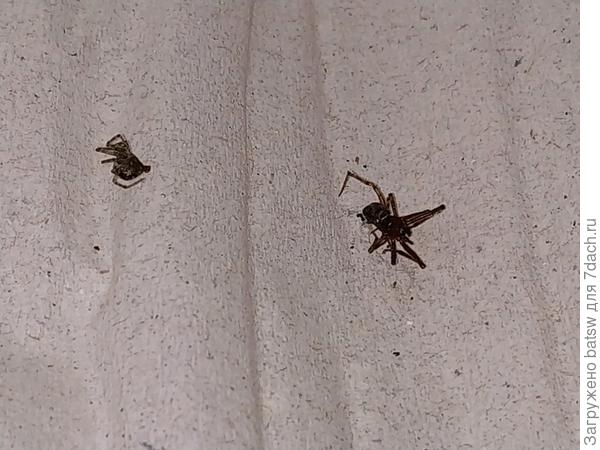 Первый около 0.5см а правый 1см.