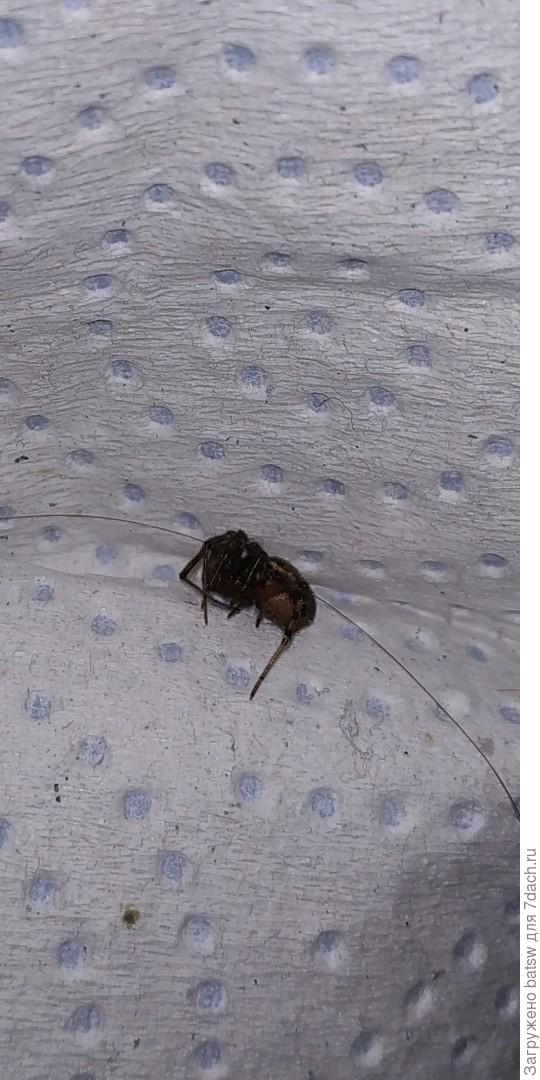 Размер около 0.5 - 1см.