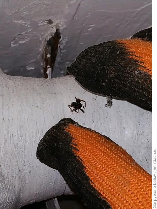 Размер около 0.5-1см.