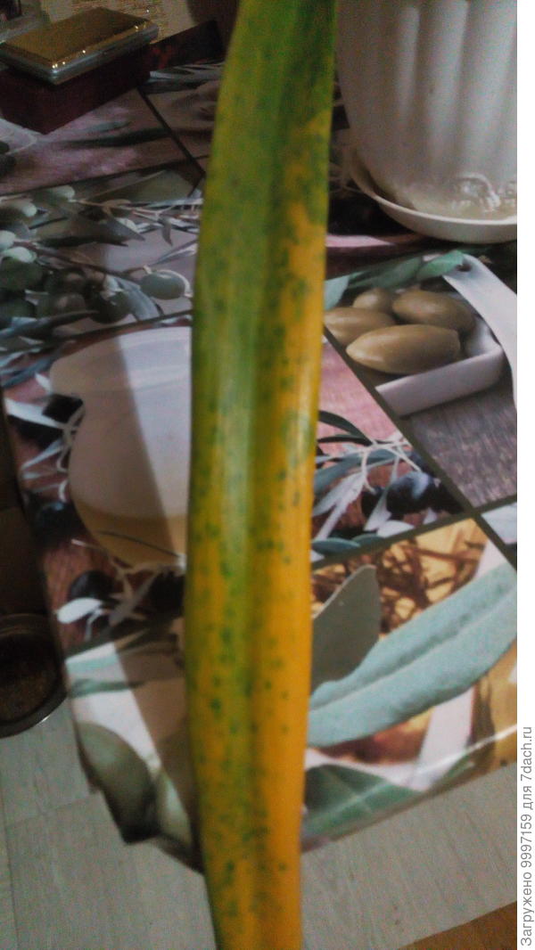 пожелтение начинается с пятен