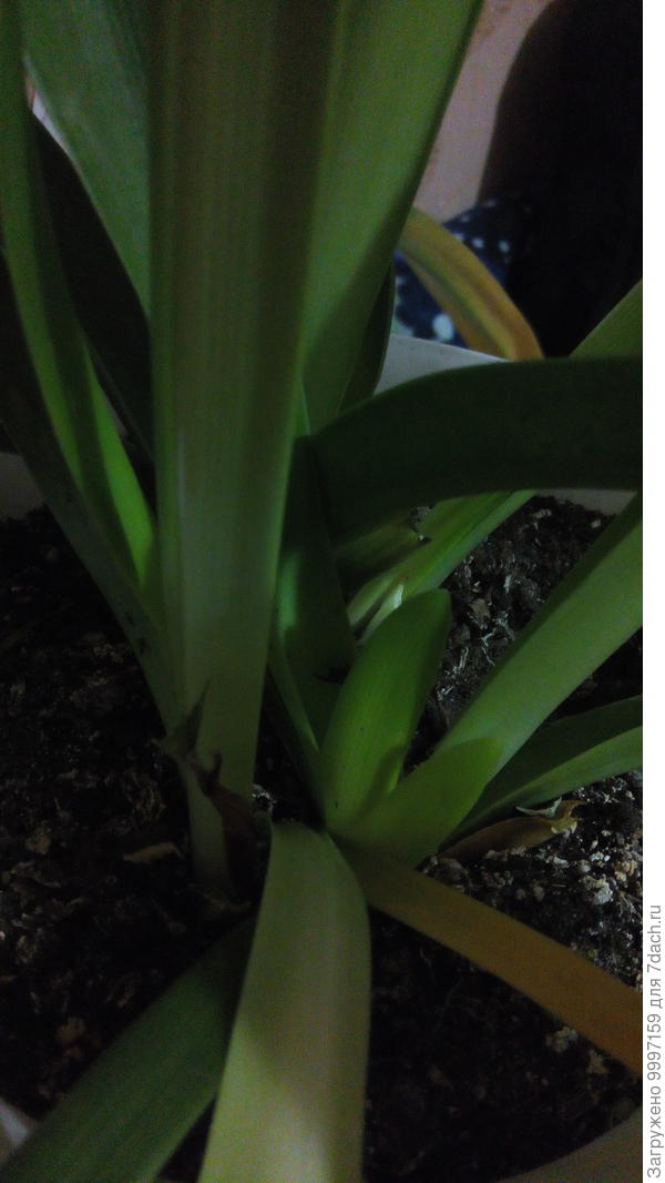 пожелтение начинается с пятен