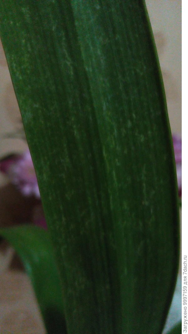 при ближайшем рассмотрении видны  такие дефекты