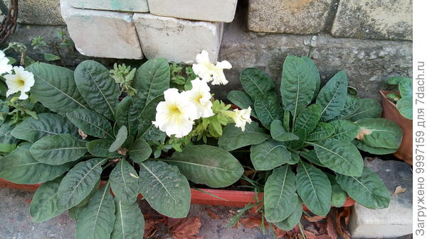 В компании с петуньей.