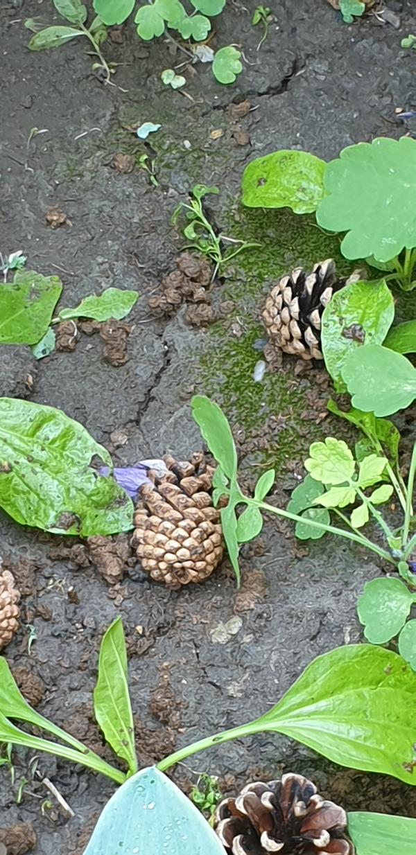 Кот и собаки такое сделать не могут.
