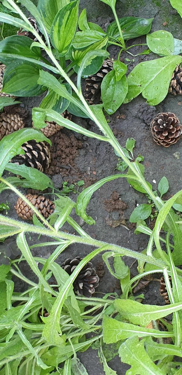 Рядом с домом(