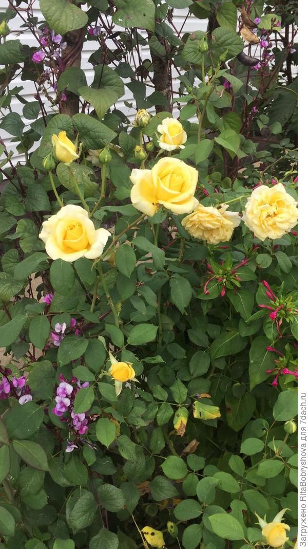 Поздравляю с восьмилетием! Дальнейших достижений, любимый сайт!