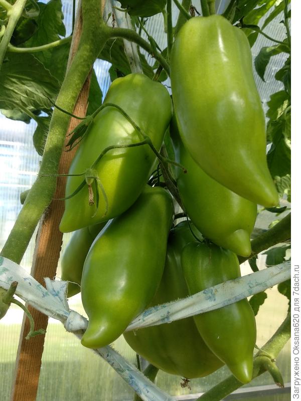 Пятая кисть Корнабеля